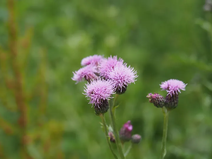 Parc Chlorophylle (Belgie)